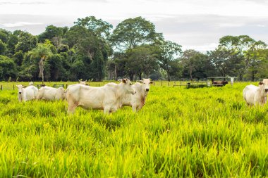 A herd of white cattle in a fresh green pasture on a sunless day with blurred trees in the background.