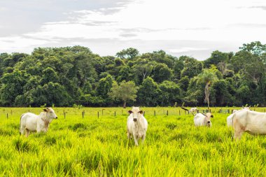 A small herd of white cattle in a cool green pasture on a sunless day. Horizontal format.