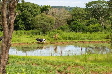 Two oxen grazing on the shores of a small lake, full of trees and grass all around.