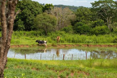 Two oxen grazing on the shores of a small lake, full of trees and grass all around.