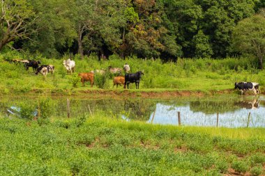 Some oxen grazing on the banks of a small lake with lots of greenery around.