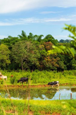 Some oxen grazing on the shores of a small lake with lots of green around it on a clear sky day. Vertical format.