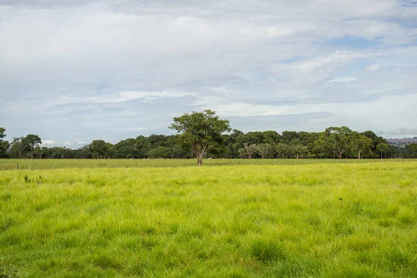 A landscape of a green pasture with trees and blue sky with some clouds in the background.