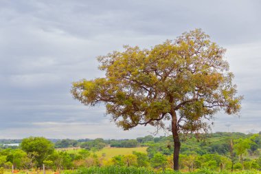 A landscape, on a cloudy day, with a beautiful tree in the cerrado of Goias.