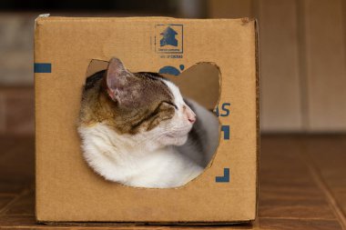 A cat resting inside a cardboard box that has a hole where it rested its head.