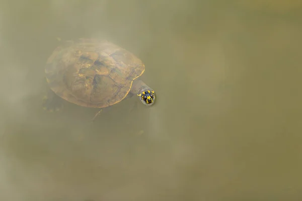 池の中に頭を水から突き出して泳ぐ亀 — ストック写真