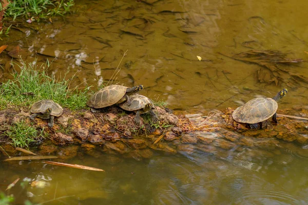 Четыре Черепахи Вместе Скалах Краю Пруда — стоковое фото