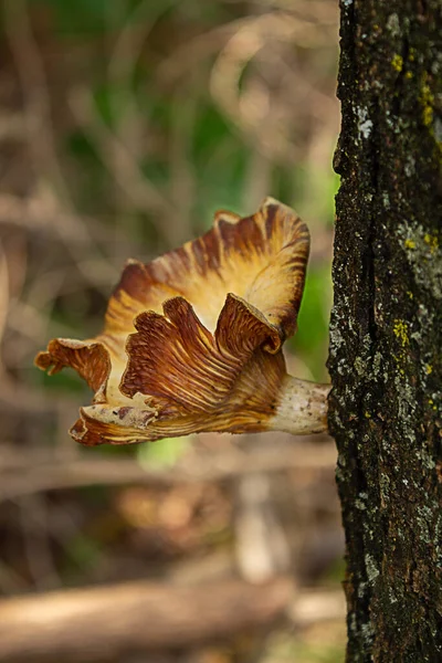 Close Parasitic Fungus Tree Trunk Park — Stock Photo, Image
