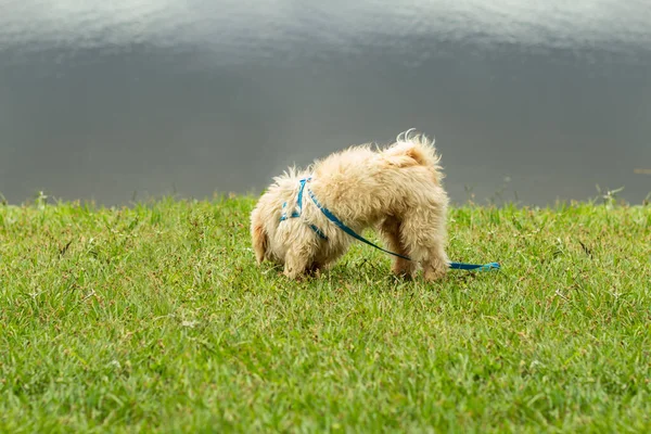 Cão Rafeiro Desgrenhado Branco Gramado Torno Uma Lagoa — Fotografia de Stock