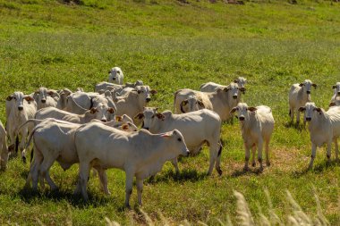  Sıcak ve güneşli bir günde tarlada taze çimlerle otlayan küçük bir sürü..