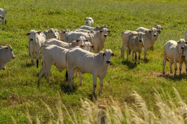 Sıcak ve güneşli bir günde tarlada taze çimlerle otlayan küçük bir sürü..