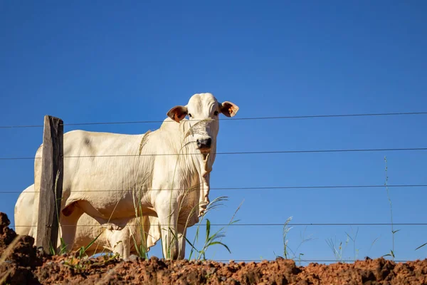 Boi Pasto Cercado Com Cercas Arame Uma Fazenda — Fotografia de Stock