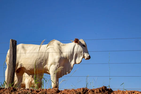 Boi Pasto Cercado Com Cercas Arame Uma Fazenda — Fotografia de Stock