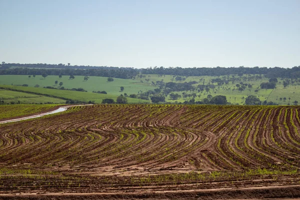 潮湿的 新鲜的 浇水的庄稼 从地里发芽 从Gois的公路上看到的风景 — 图库照片