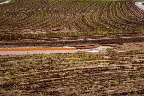 湿湿的 刚浇过水的作物从地里发芽的细节 — 图库照片