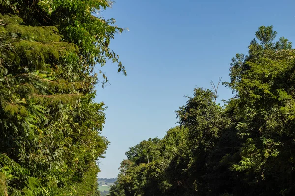 Detail Der Wipfel Mehrerer Bäume Einem Wald Mit Blauem Himmel — Stockfoto