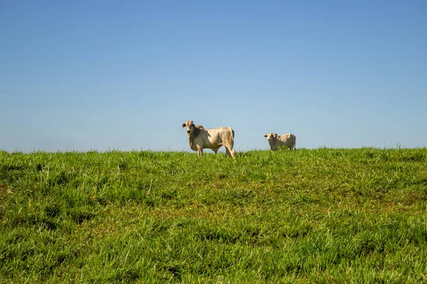 在青绿的草地上放着几头公牛 背景是蓝天 — 图库照片