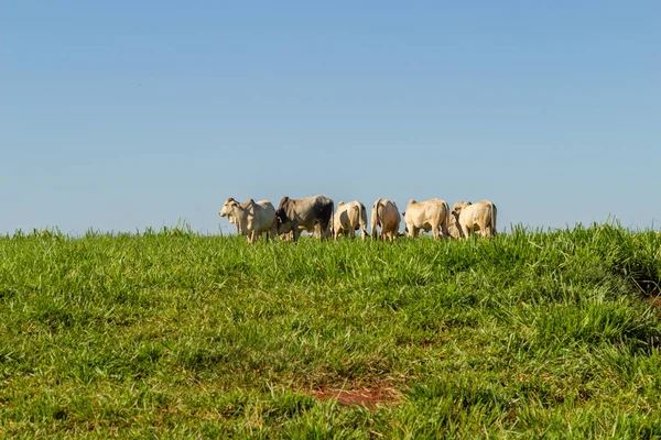 背景に青空が広がる新緑の牧草地には牛が何頭か — ストック写真