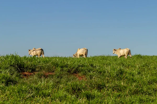 在青绿的草地上放着几头公牛 背景是蓝天 — 图库照片