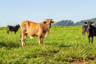 Arka planda mavi gökyüzü olan taze yeşil çayırlarda birkaç öküz..