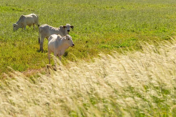 一些牛群在新鲜的牧场里 前景一片青草 — 图库照片