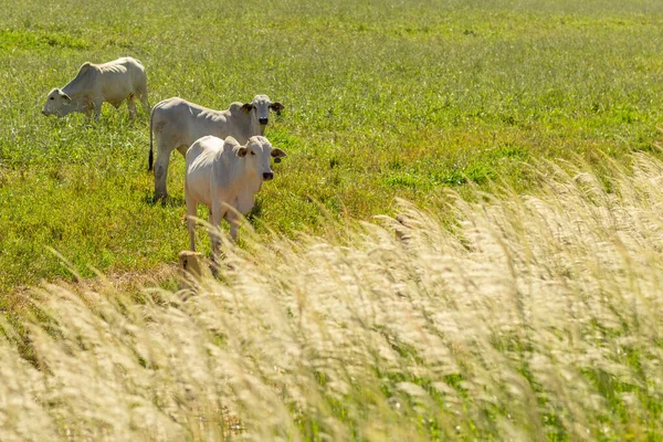 一些牛群在新鲜的牧场里 前景一片青草 — 图库照片