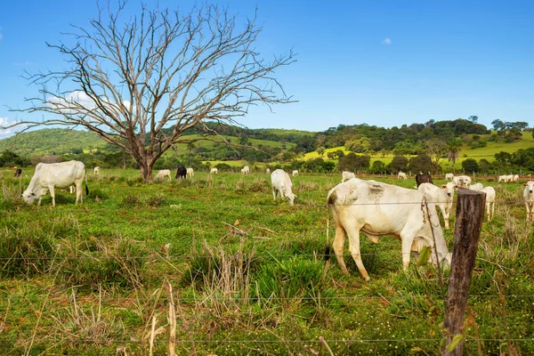 在清澈的蓝天 一群牛在鲜绿的牧场里吃草 还有一棵干枯的树 — 图库照片