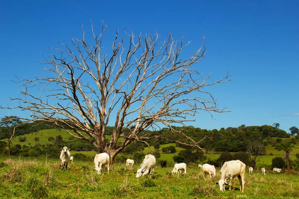 在清澈的蓝天 一群牛在鲜绿的牧场里吃草 还有一棵干枯的树 — 图库照片