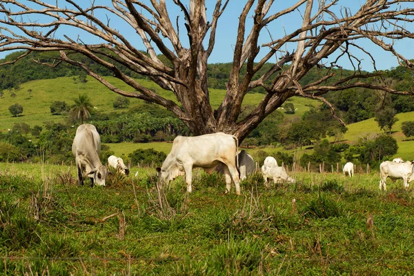 Group Cattle Feeding Fresh Green Pasture Dry Tree Clear Blue — Stock Photo, Image