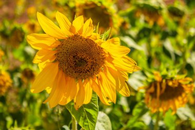 Açık ve güneşli bir günde küçük bir tarlaya vurgulanmış bir ayçiçeği..
