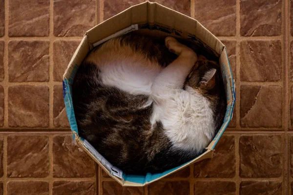 Een Tabby Kat Opgerold Een Kartonnen Doos Vredig Slapend — Stockfoto
