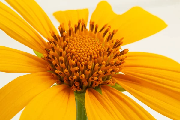 Detail of a yellow sunflower flower with a white background.