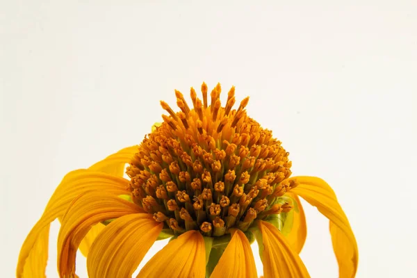 Detail of a wilted sunflower flower with a white background.