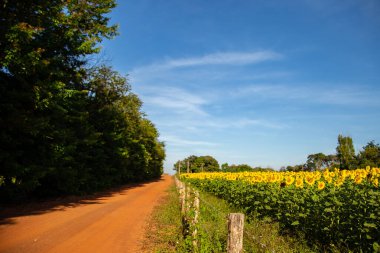  Brezilya 'nın Goias kırsalında bir yol kenarında bir ayçiçeği çiftliği.