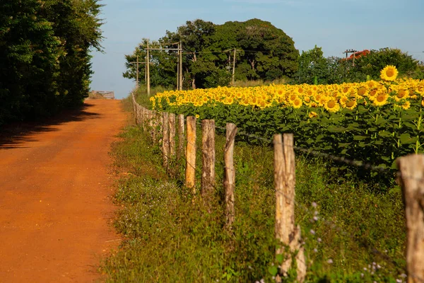 Eine Sonnenblumenplantage Straßenrand Ländlichen Goias Brasilien — Stockfoto