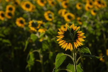 Odaklanmış bir ayçiçeği ve bulanık bir plantasyon. Işığa karşı ve arkadan çekilmiş..