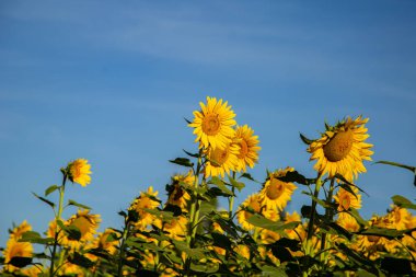 Arka planda mavi gökyüzü olan bir ayçiçeği plantasyonunun detayları.