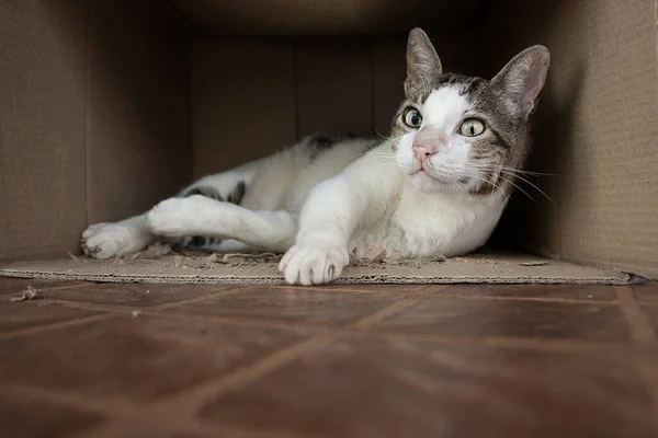 stock image  A tabby cat, attentive, lying inside a cardboard box on the floor.