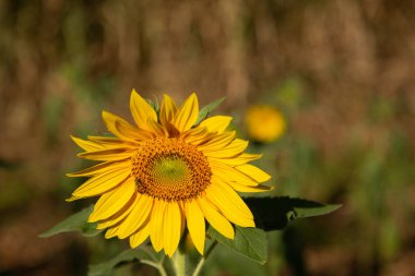  Ön planda sarı bir ayçiçeği ve arka planda bulanık bitki örtüsü..