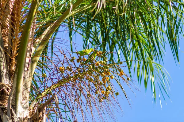 Dva Papoušci Jedí Malé Kokosové Ořechy Kokosovém Stromě Jasného Slunečného — Stock fotografie