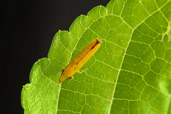 Liten Insekt Ett Färskt Grönt Blad Med Svart Bakgrund — Stockfoto
