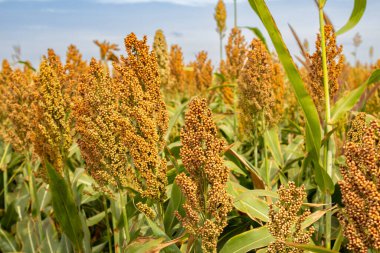 Yumuşak gün ışığında aydınlatılmış, arka planda gökyüzü olan büyük bir süpürge tarlası..