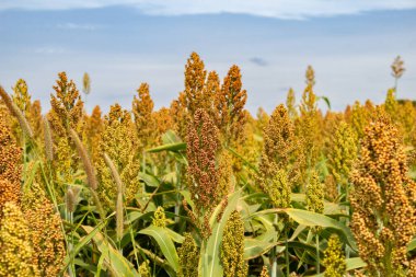  Arka planda gökyüzü olan bir sorgum tarlasının detayları.