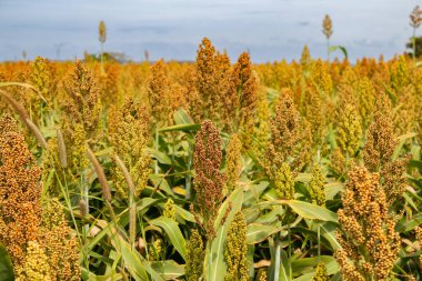  Arka planda gökyüzü olan bir sorgum tarlasının detayları.