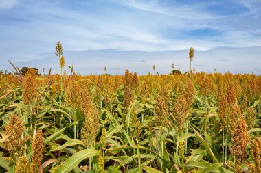 Yumuşak gün ışığında aydınlatılan, arka planda gökyüzü olan büyük bir sorgum tarlasının detayları..