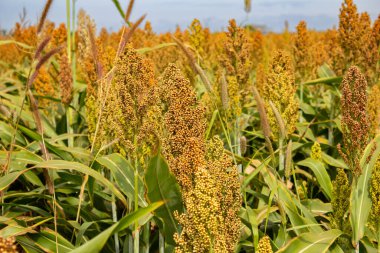  Arka planda gökyüzü olan bir sorgum tarlasının detayları.