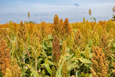 Arka planda gökyüzü olan bir sorgum tarlasının detayları.