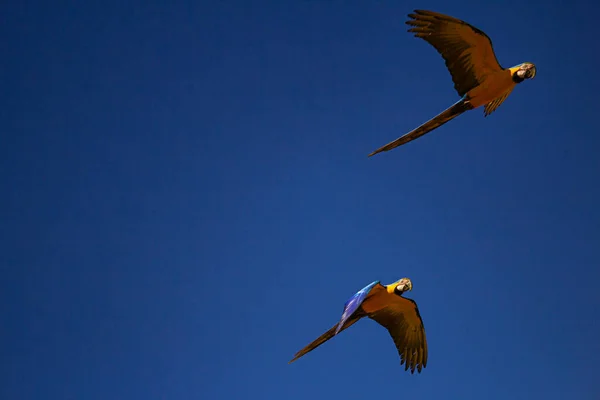 Dva Modro Žlutí Papoušci Letící Společně Proti Velmi Modré Obloze — Stock fotografie