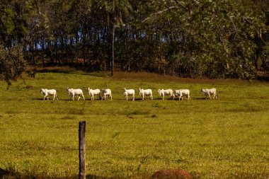 Bir sıra sığır, hepsi beyaz hayvanlar, güneşli bir günde bir tarım arazisi boyunca otlarlar..
