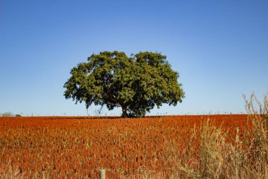Büyük bir sorgon tarlasının ortasında, arkasında mavi bir gökyüzü olan büyük yapraklı bir ağaç..